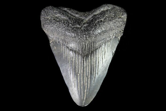 Juvenile Megalodon Tooth - Georgia #75407